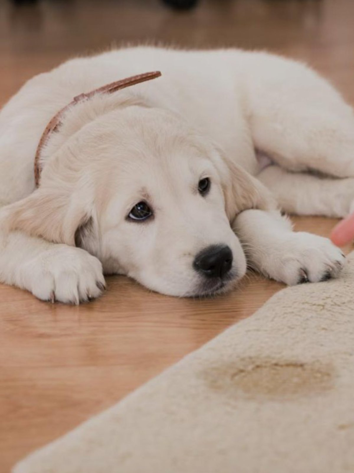 Pet Stain Extraction